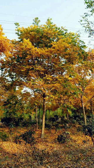 矿山开采六证一照图片，老师傅教你避开常见坑